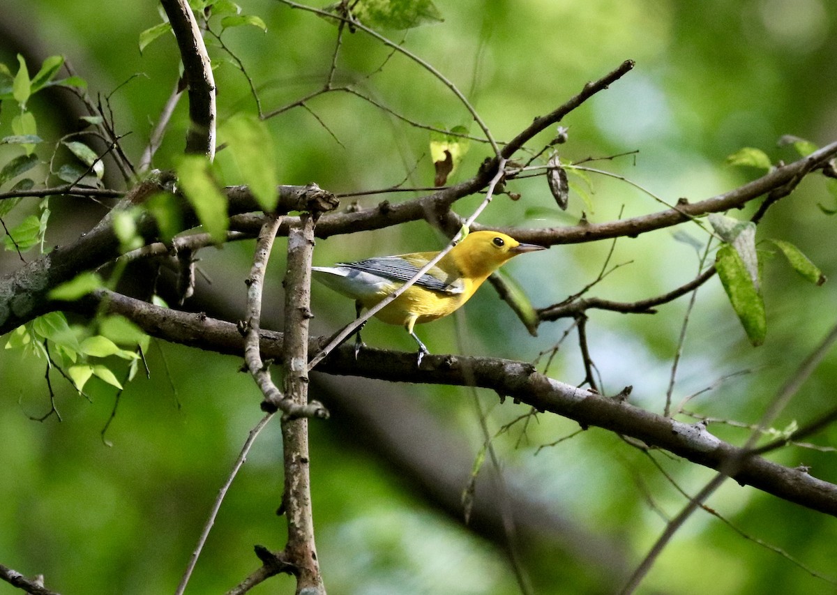 Prothonotary Warbler - ML642494146