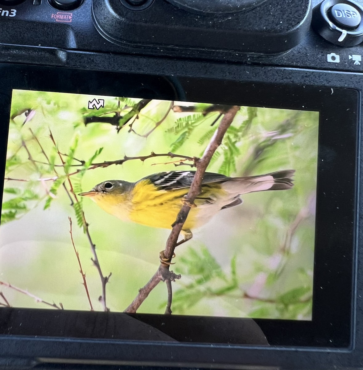Magnolia Warbler - ML642494148