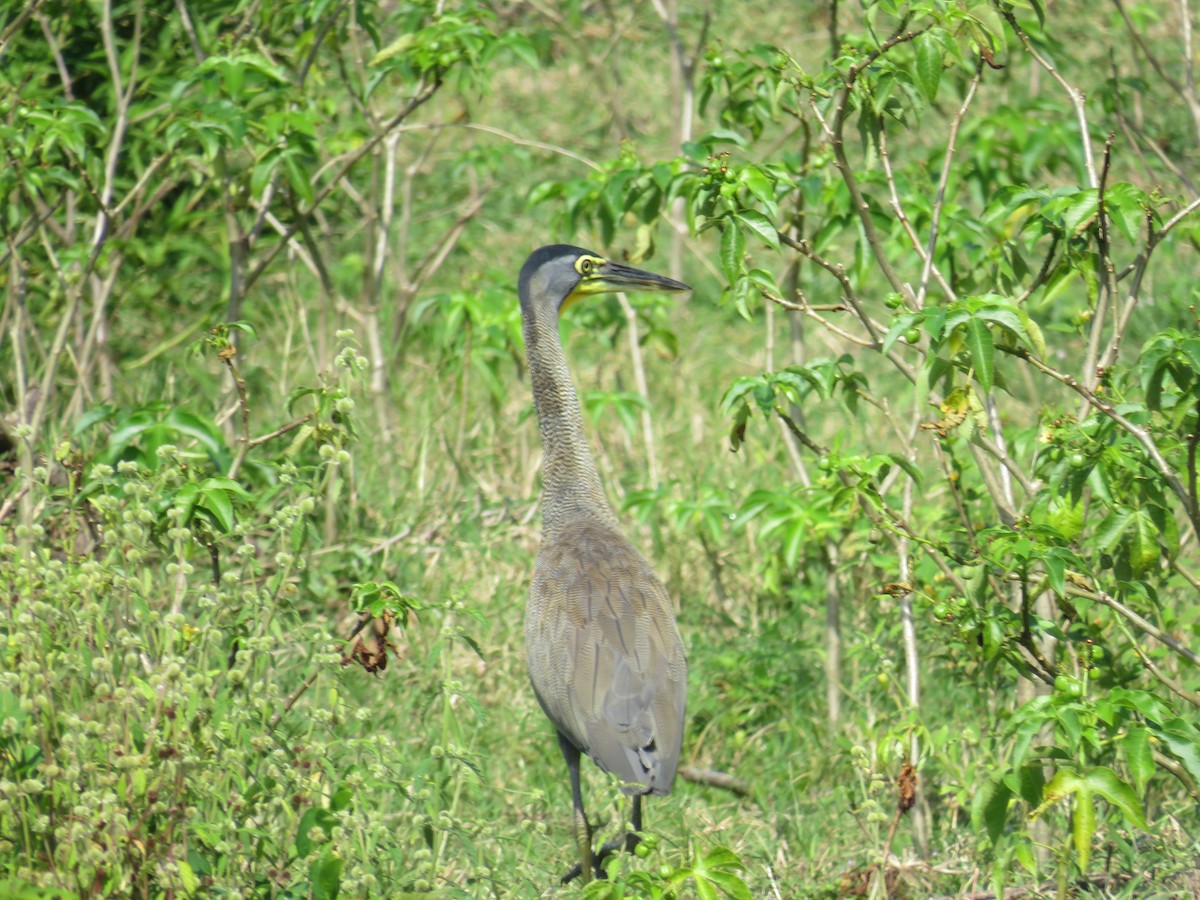 Bare-throated Tiger-Heron - ML642494169