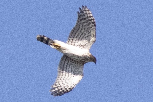 Cooper's Hawk - ML642494170