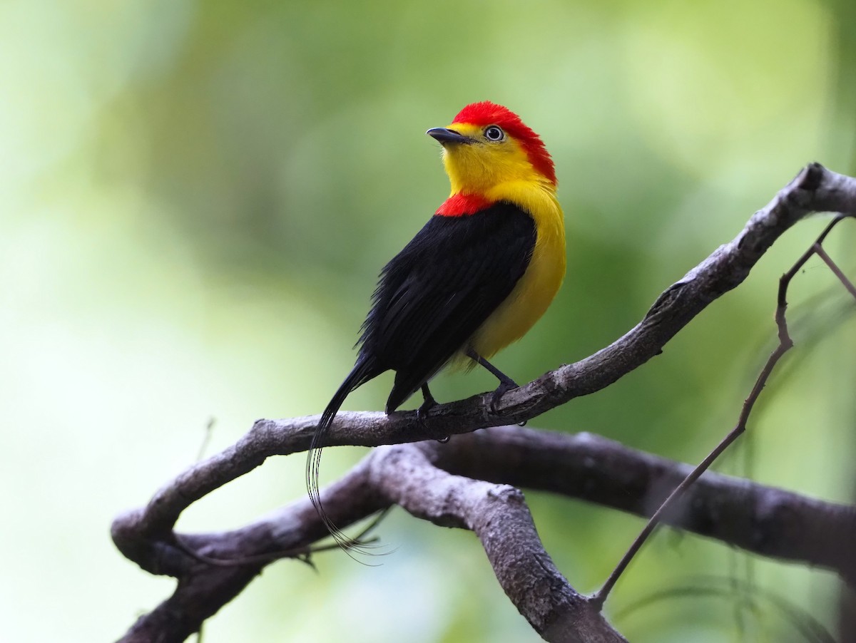 Wire-tailed Manakin - ML642494171