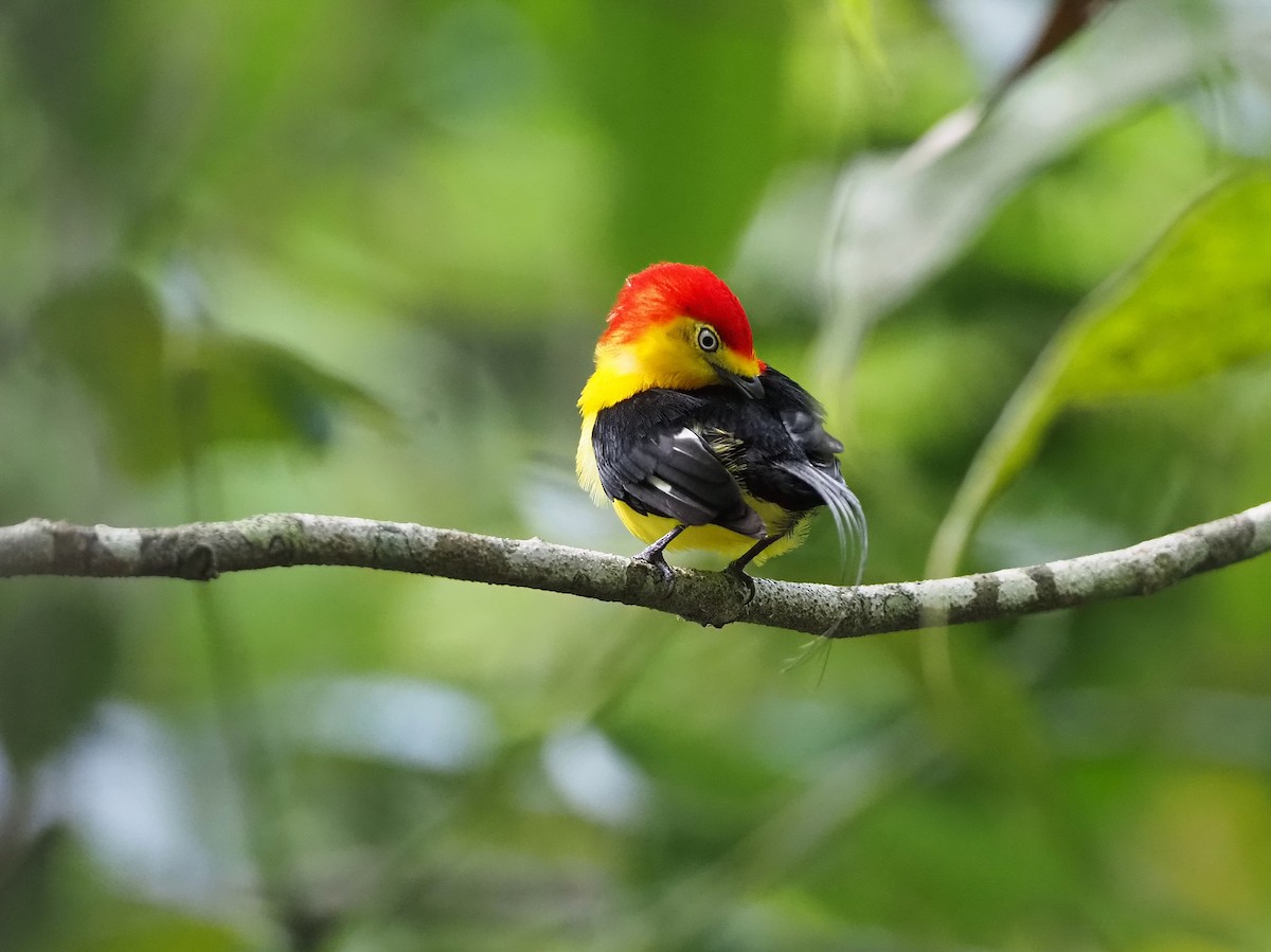 Wire-tailed Manakin - ML642494172