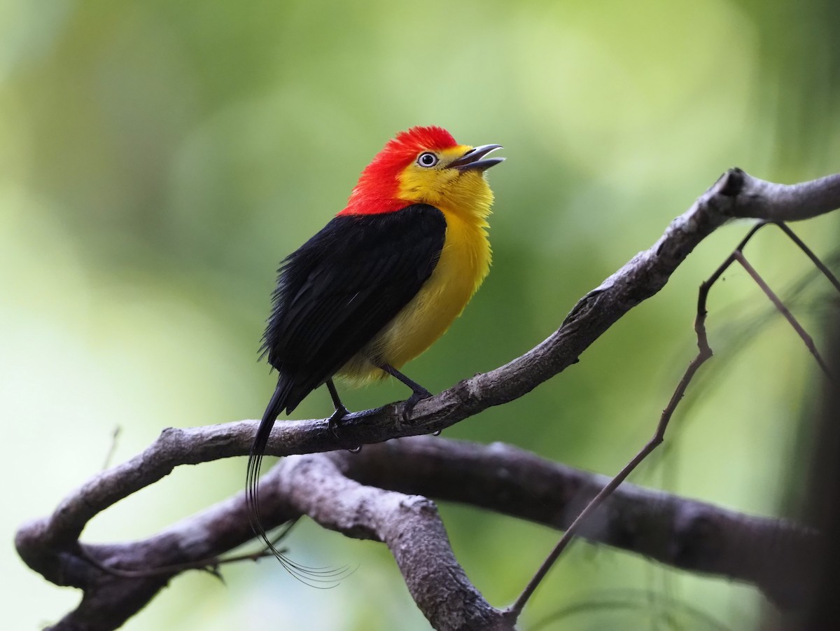 Wire-tailed Manakin - ML642494173