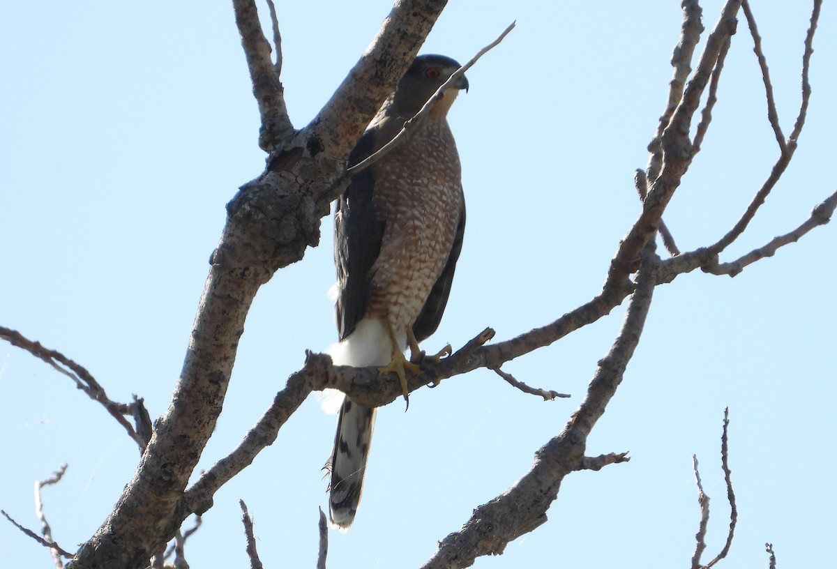 Cooper's Hawk - ML642494175