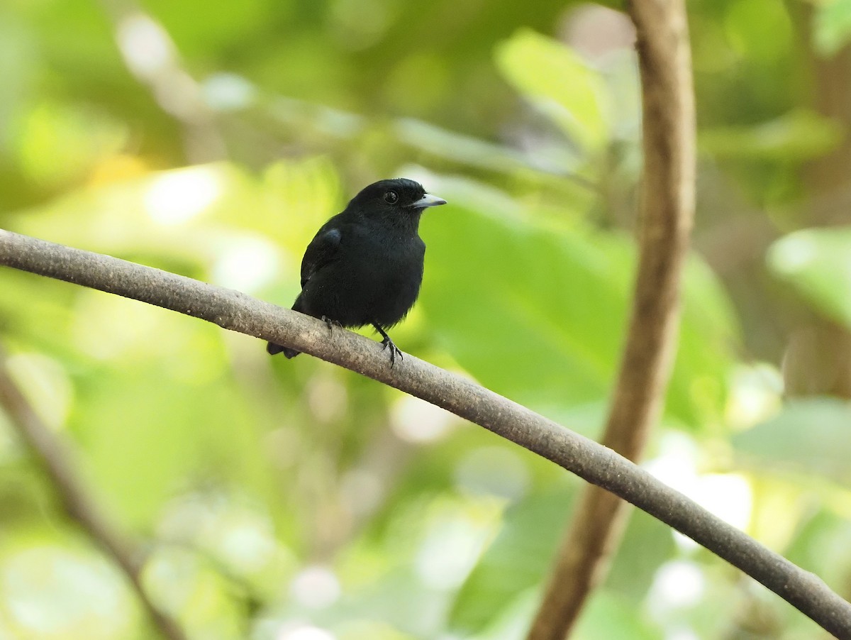 Amazonian Black-Tyrant - ML642494185