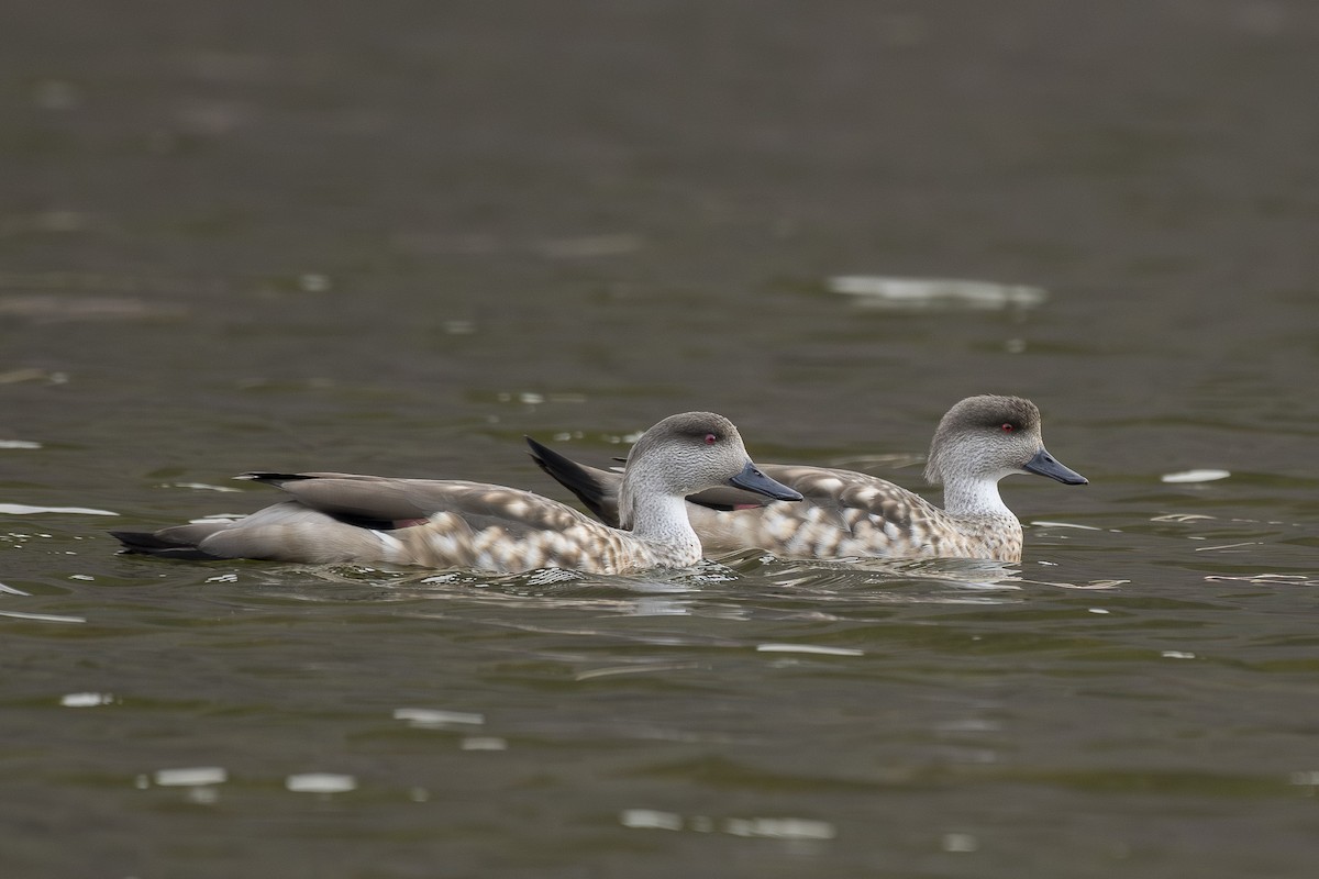 Crested Duck - ML642494186