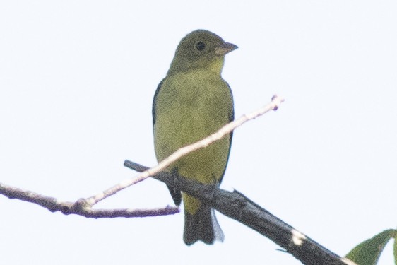 Scarlet Tanager - ML642494196