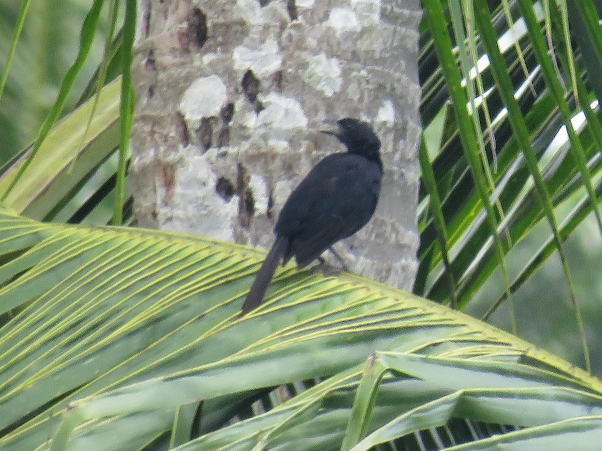 Melodious Blackbird - ML642494237
