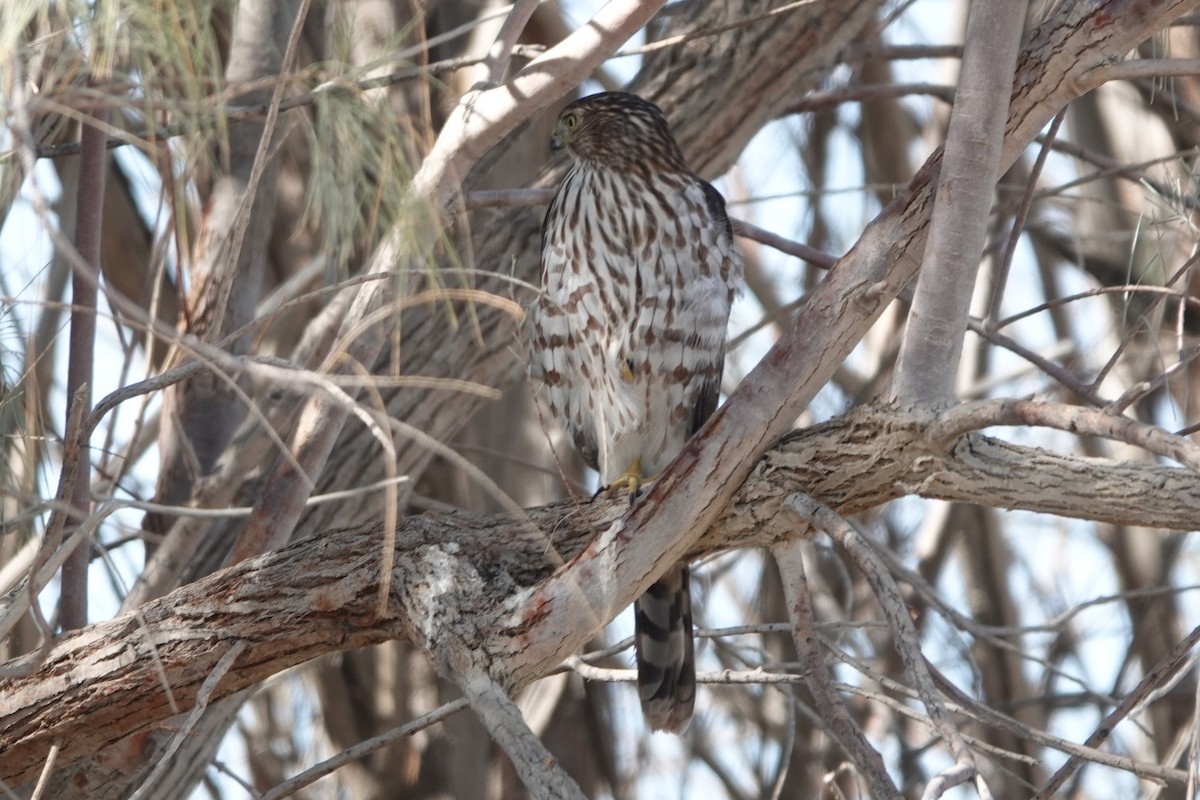 Cooper's Hawk - ML642494263