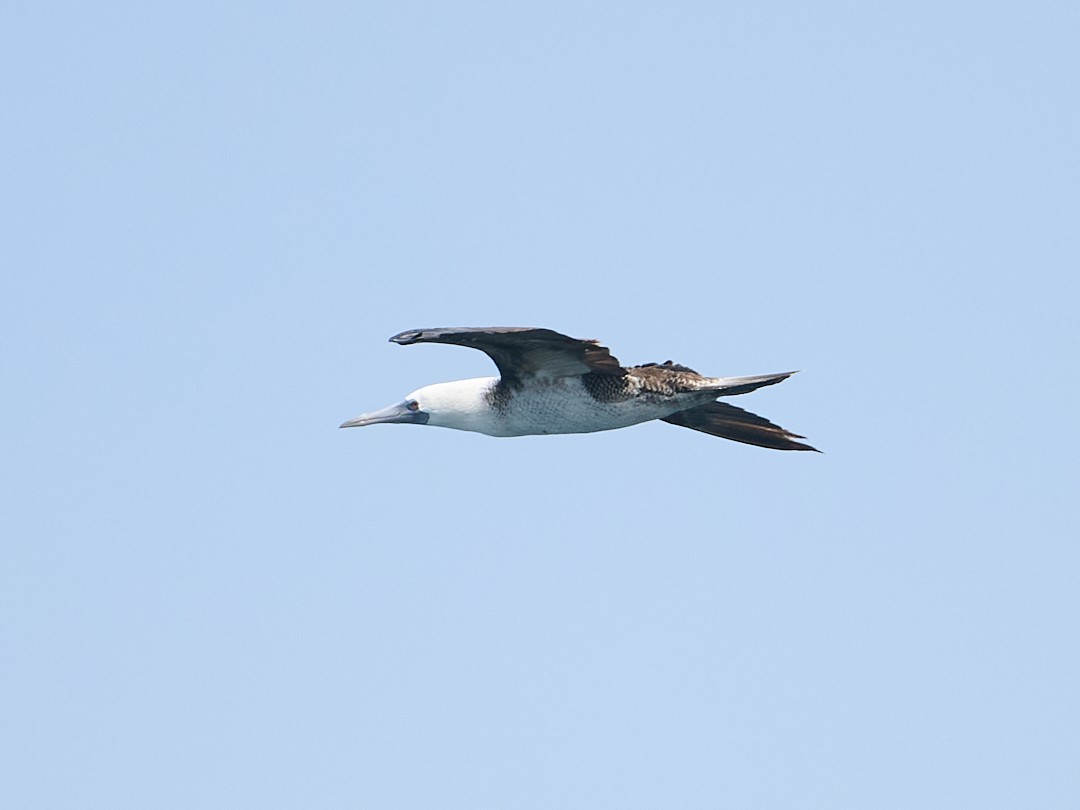 Peruvian Booby - ML642494273