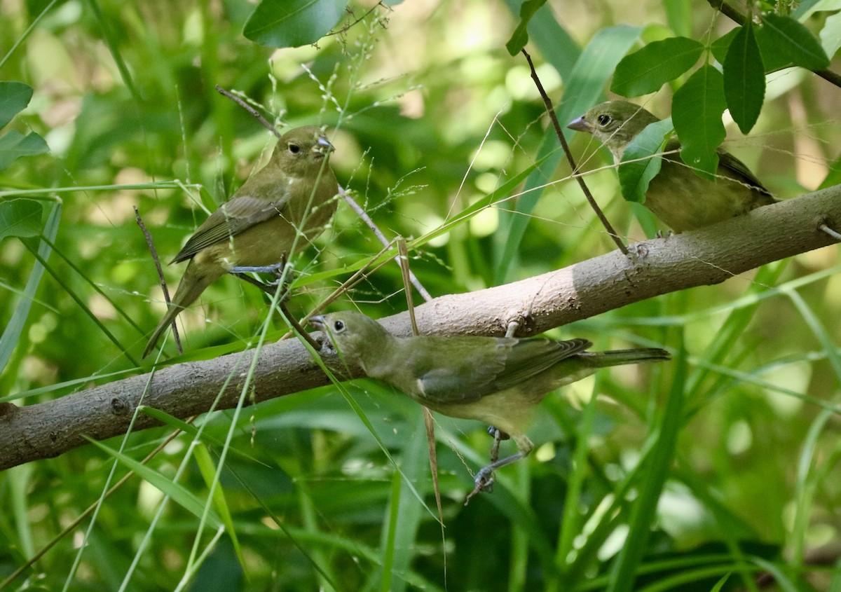 Painted Bunting - ML642494328