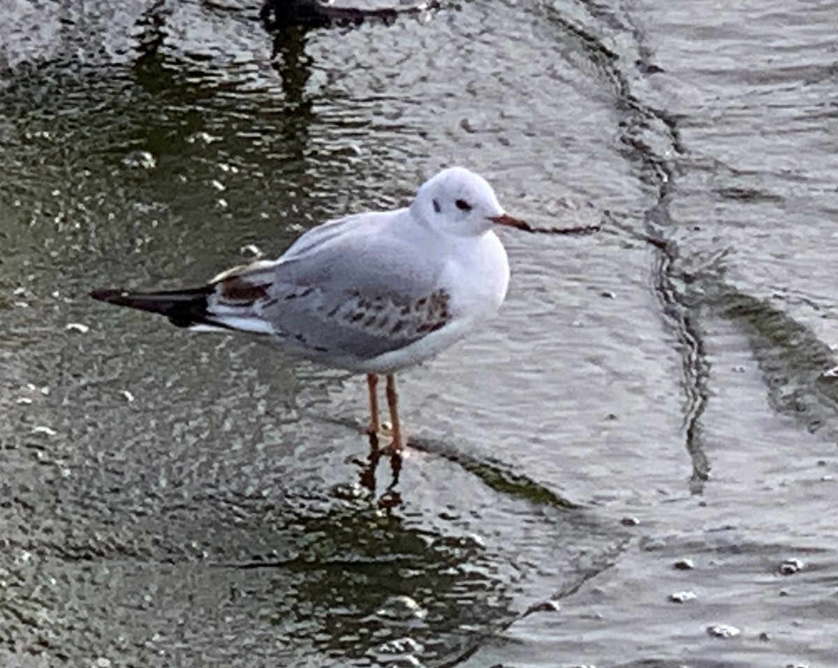 Black-headed Gull - ML642494334