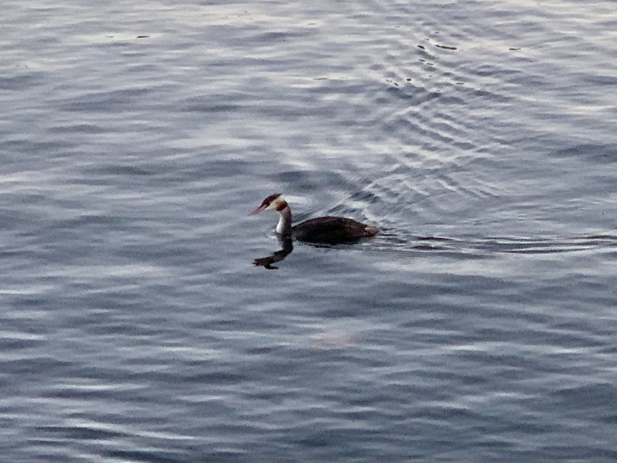 Great Crested Grebe - ML642494344