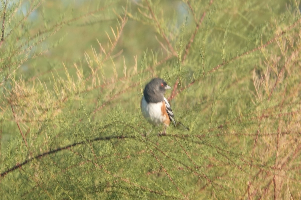 Spotted Towhee - ML642494348