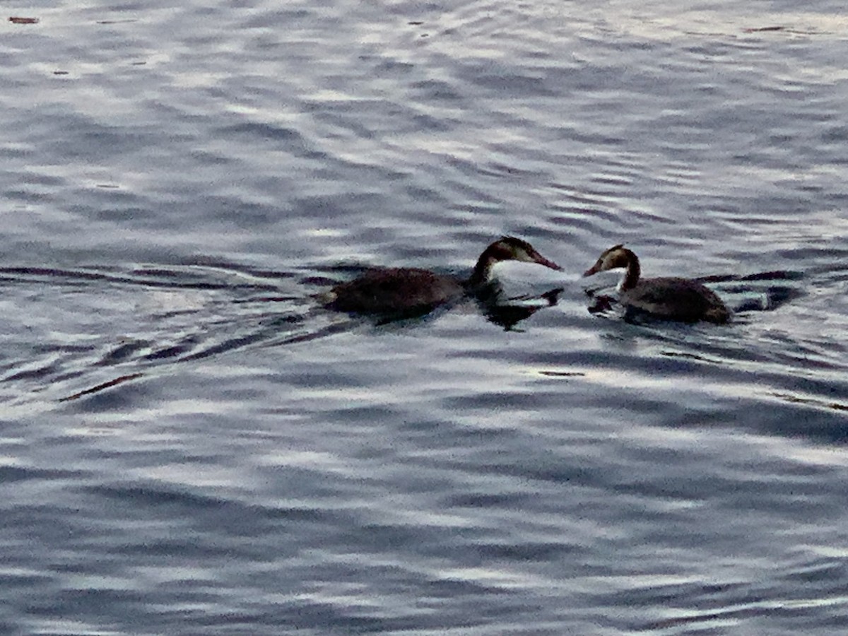 Great Crested Grebe - ML642494351
