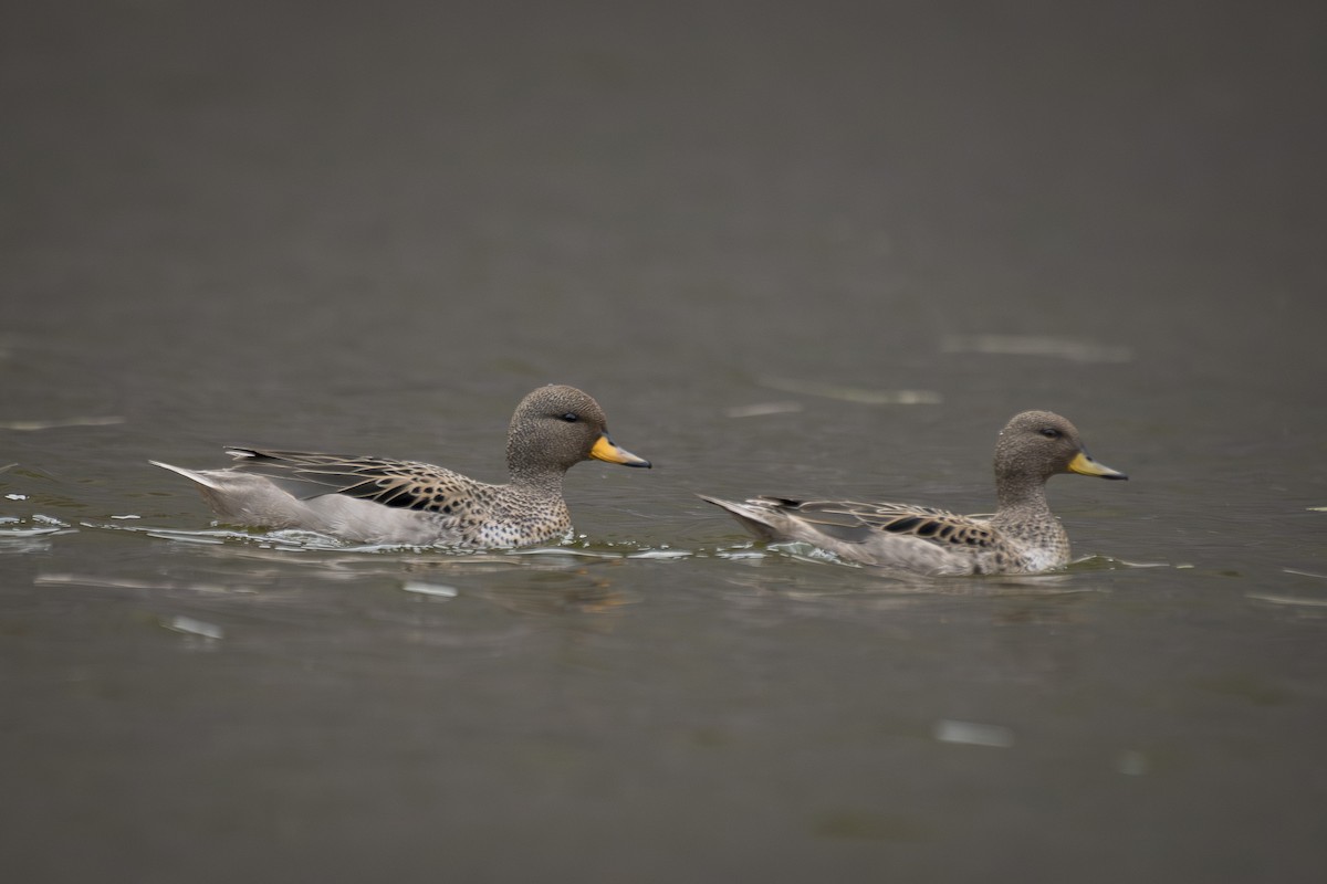 Yellow-billed Teal - ML642494359