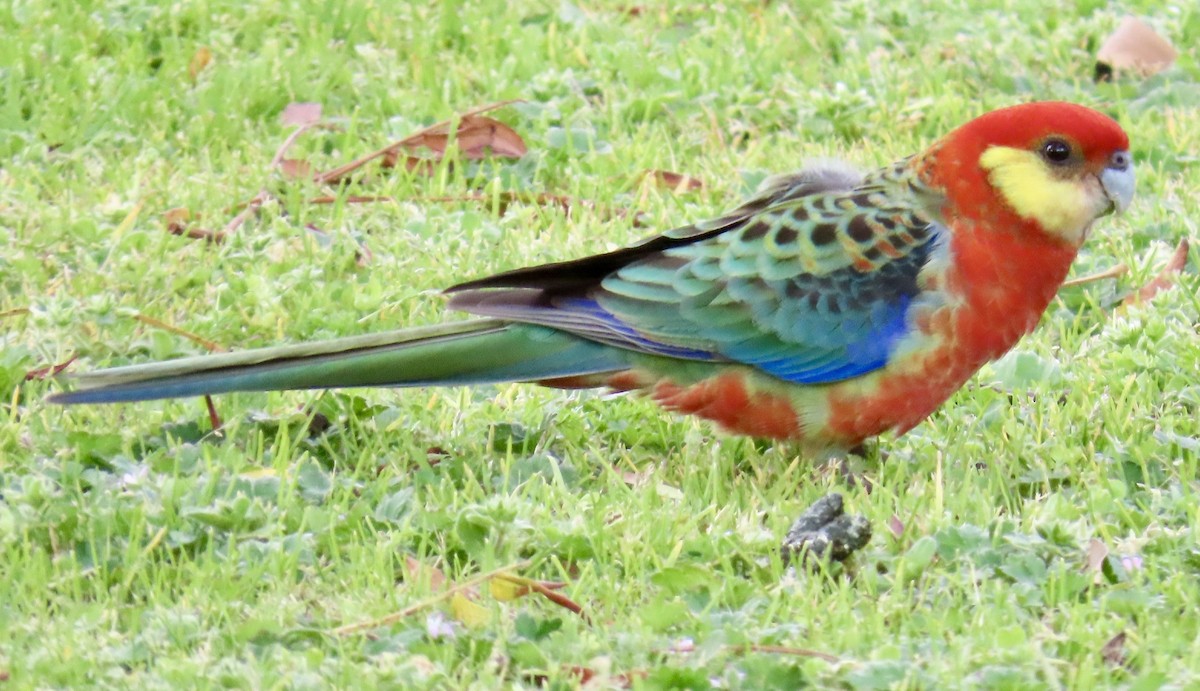 Western Rosella - ML642494365