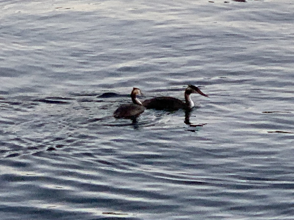Great Crested Grebe - ML642494367