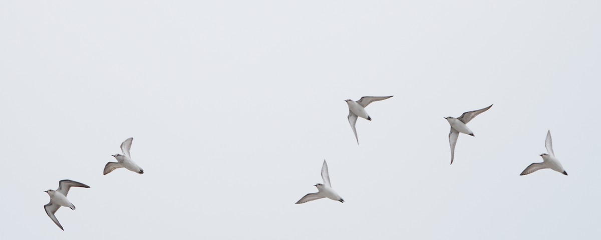 Calidris, unbestimmt - ML642494382