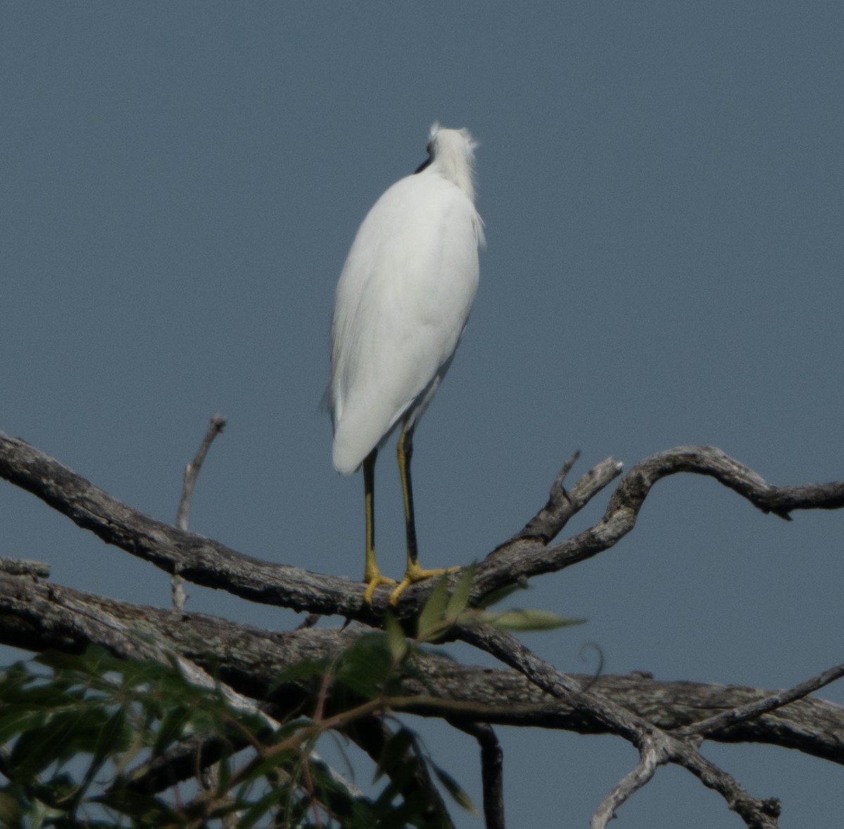 Snowy Egret - ML642494384