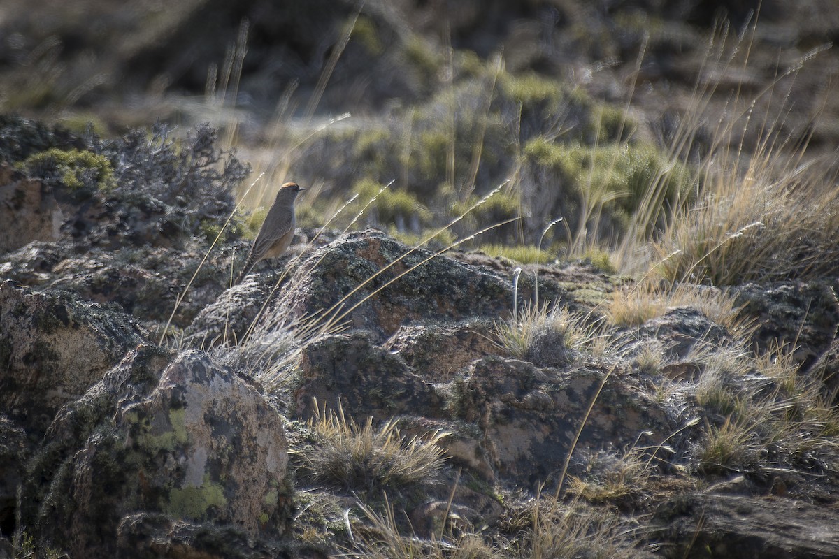 Cinnamon-bellied Ground-Tyrant - ML642494393