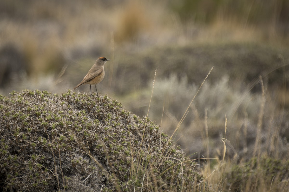 Cinnamon-bellied Ground-Tyrant - ML642494400