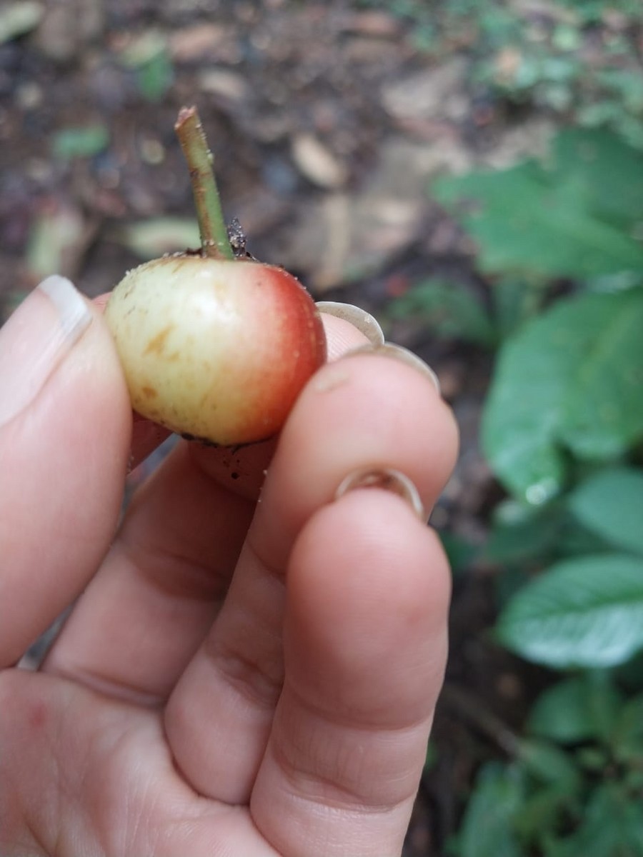 Spot-winged Parrotlet - ML642494412