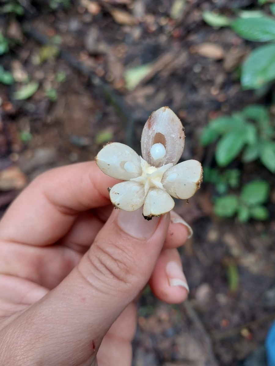 Spot-winged Parrotlet - ML642494414