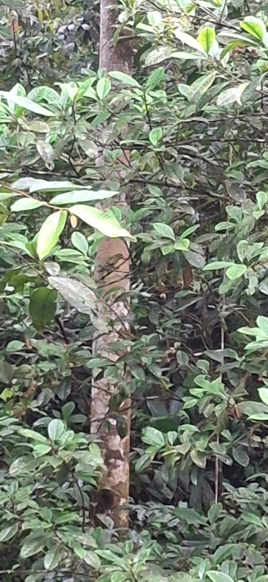 Spot-winged Parrotlet - ML642494415