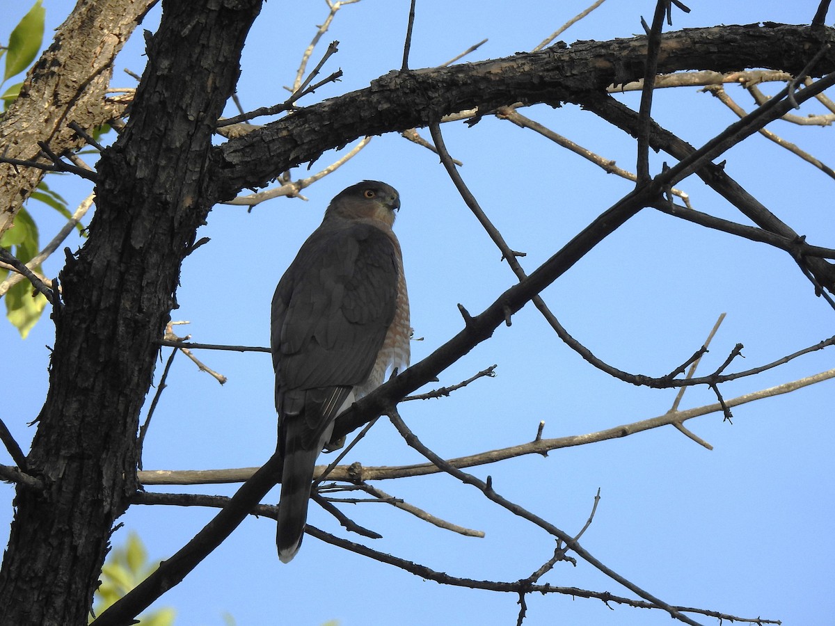Cooper's Hawk - ML642494419