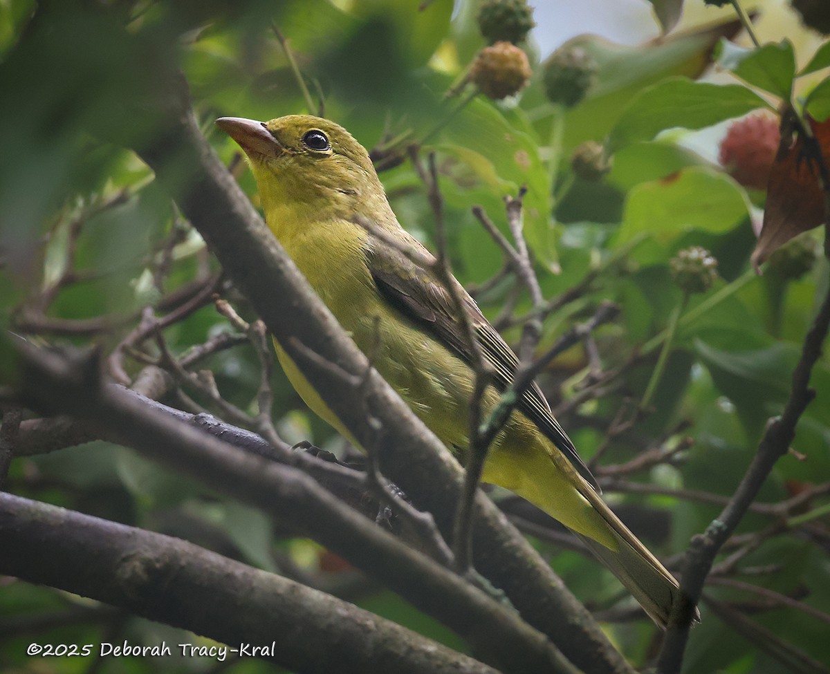 Scarlet Tanager - ML642494421