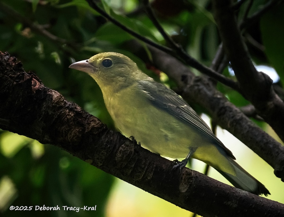 Scarlet Tanager - ML642494422