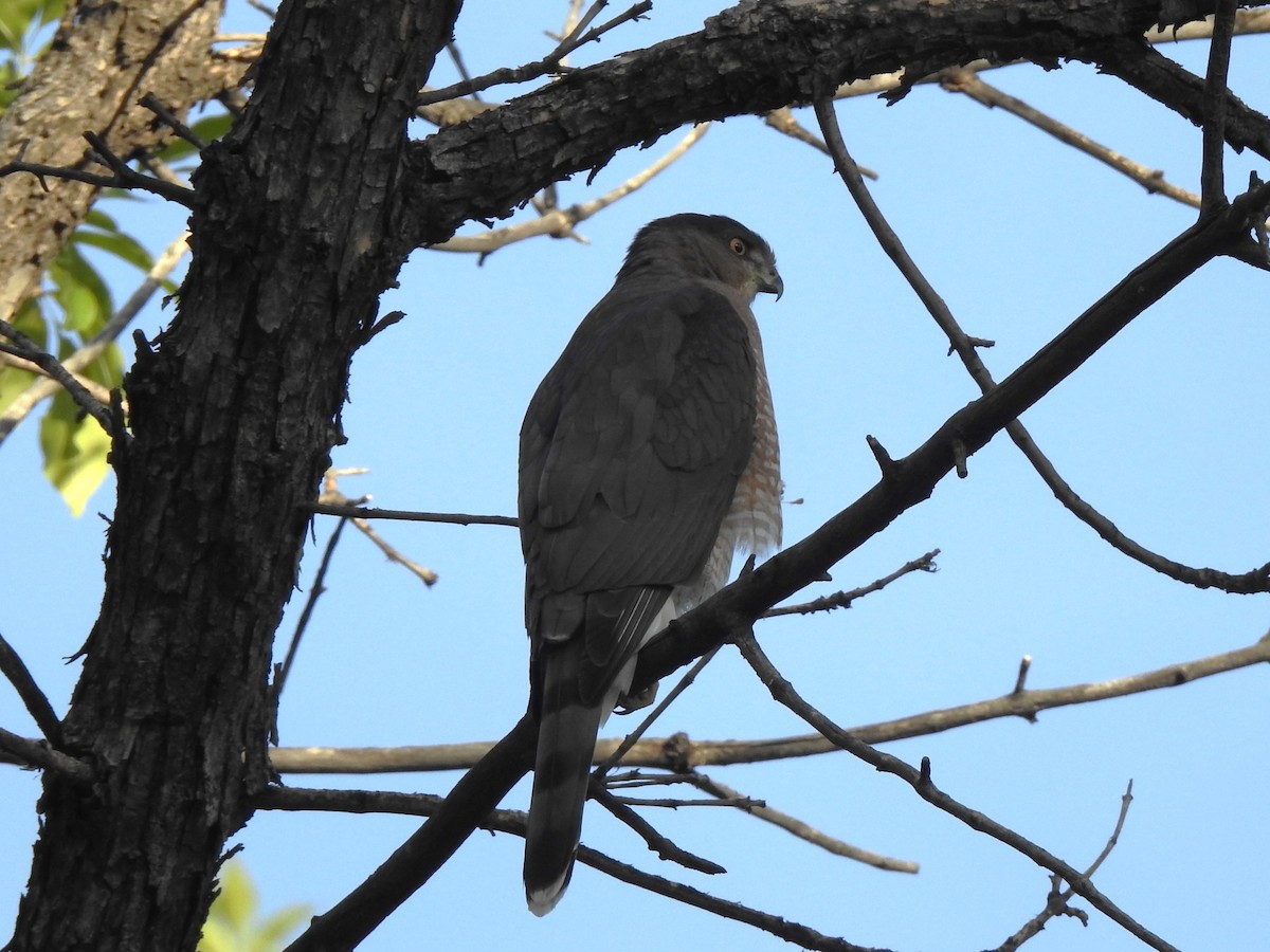 Cooper's Hawk - ML642494424