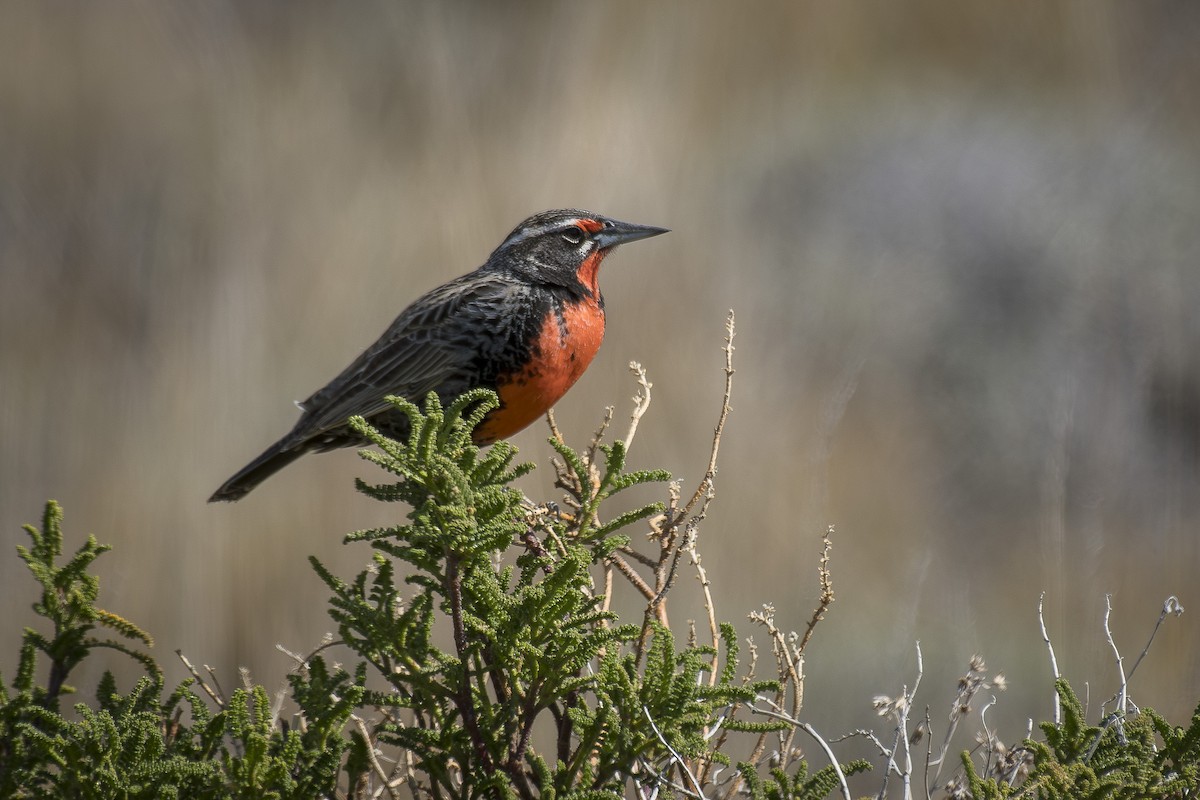 Long-tailed Meadowlark - ML642494425