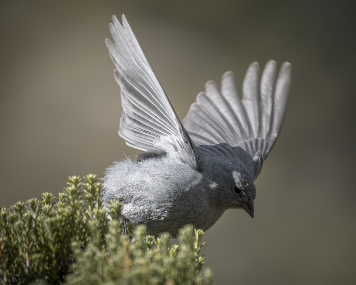 Plumbeous Sierra Finch - ML642494430