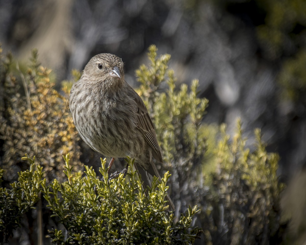 Plumbeous Sierra Finch - ML642494431