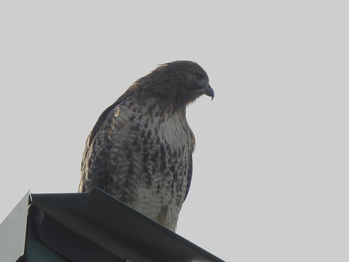 Red-tailed Hawk - ML642494437
