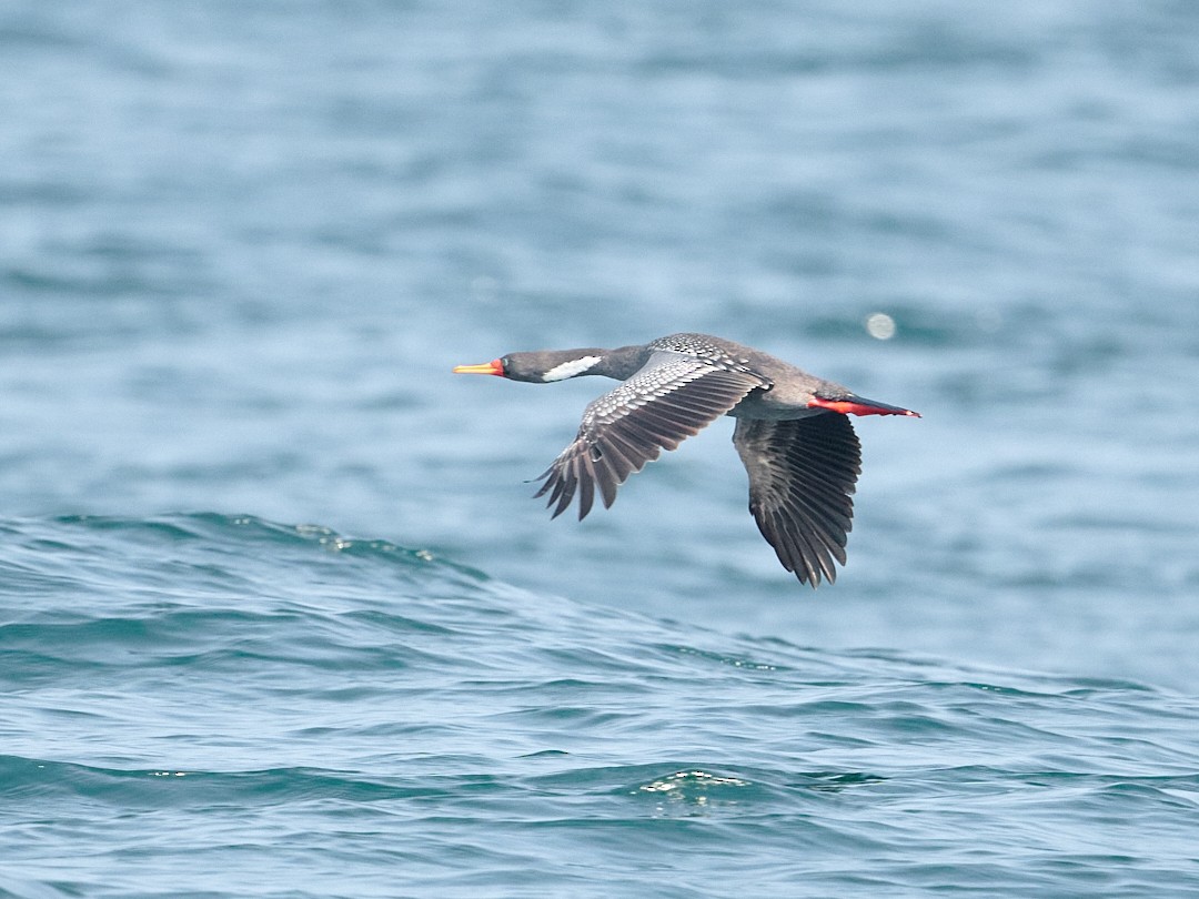 Red-legged Cormorant - ML642494443