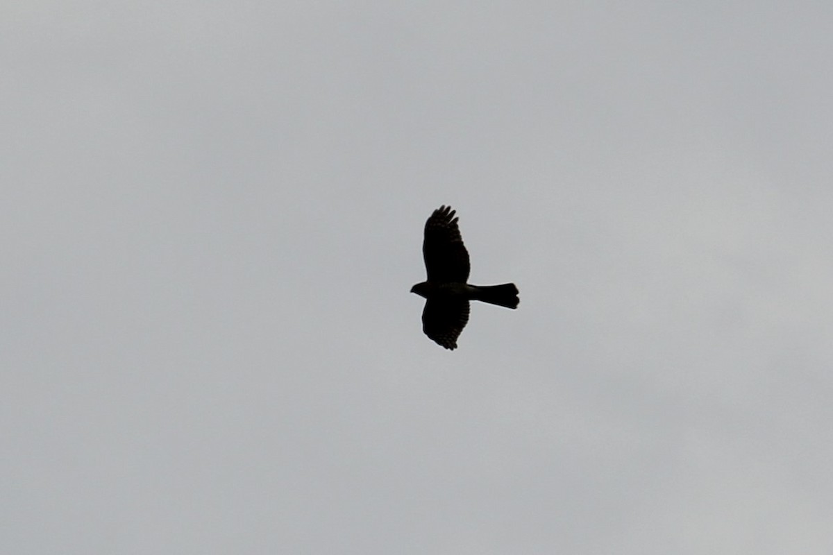 Sharp-shinned/Cooper's Hawk - ML642494451