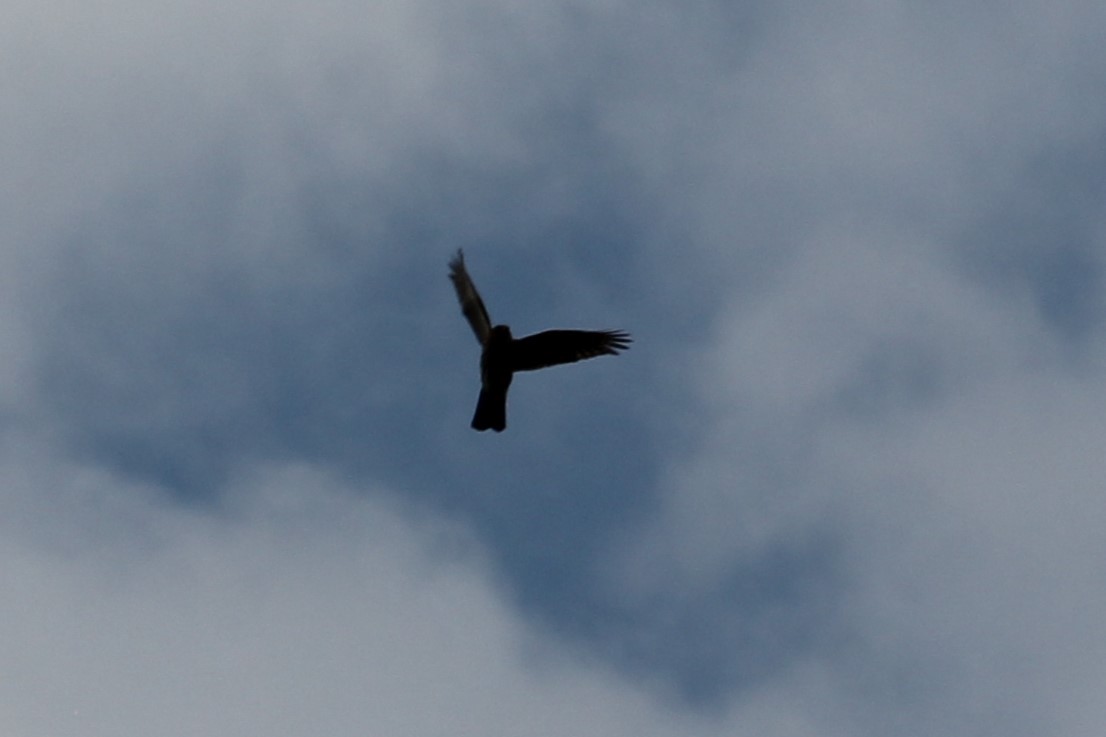Sharp-shinned/Cooper's Hawk - ML642494453