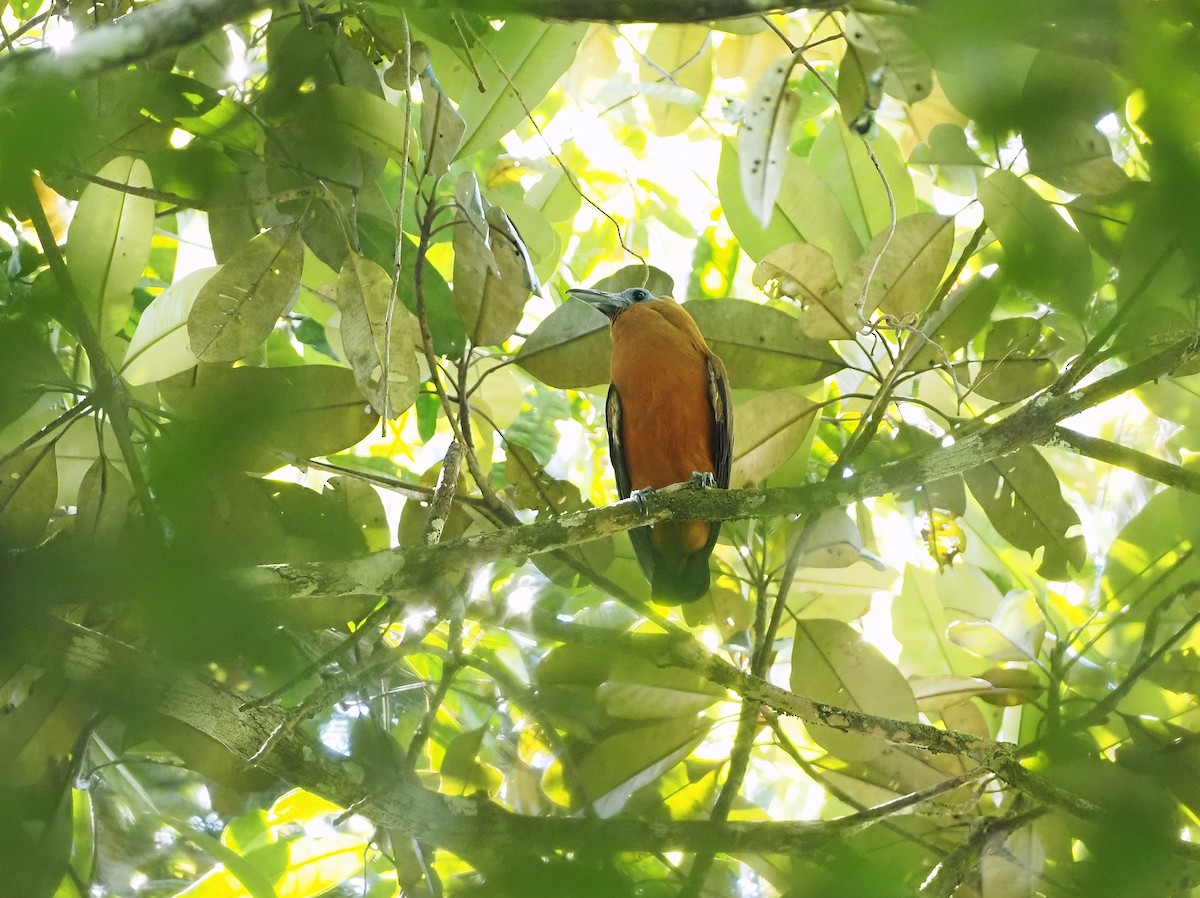 Capuchinbird - ML642494471