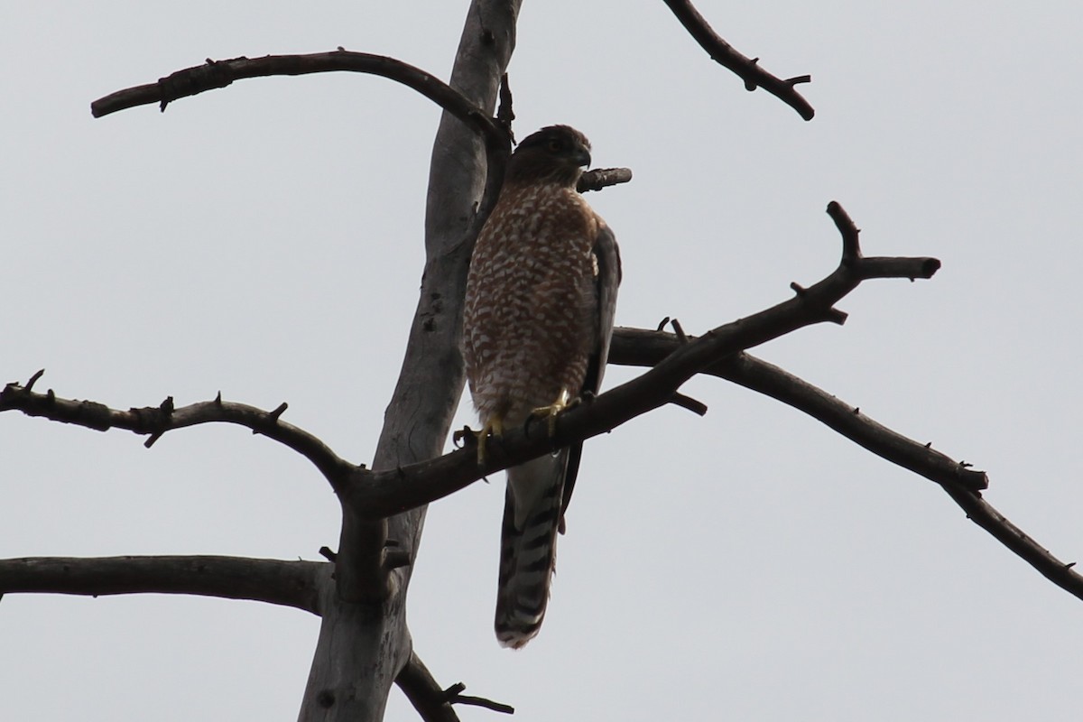 Cooper's Hawk - ML642494494