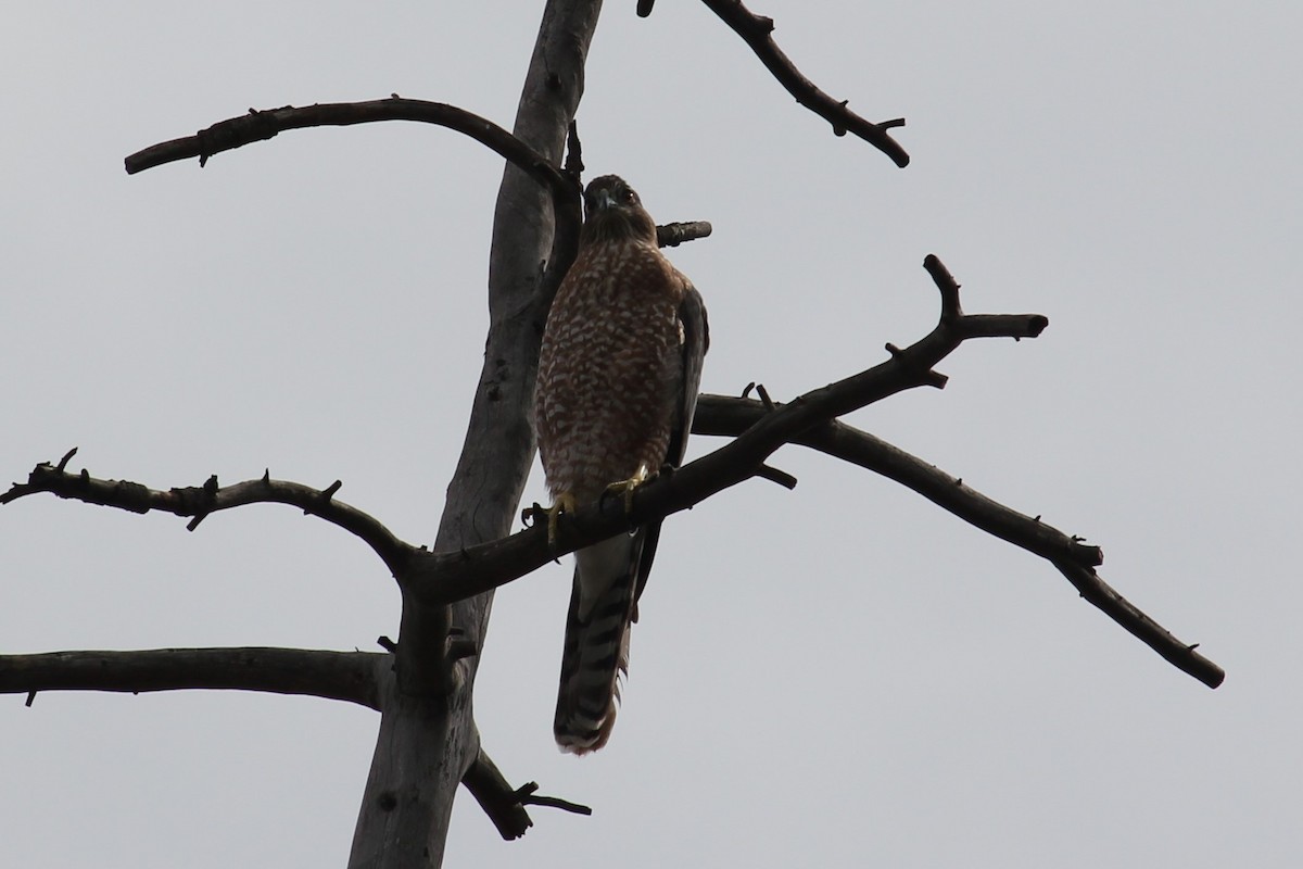 Cooper's Hawk - ML642494496