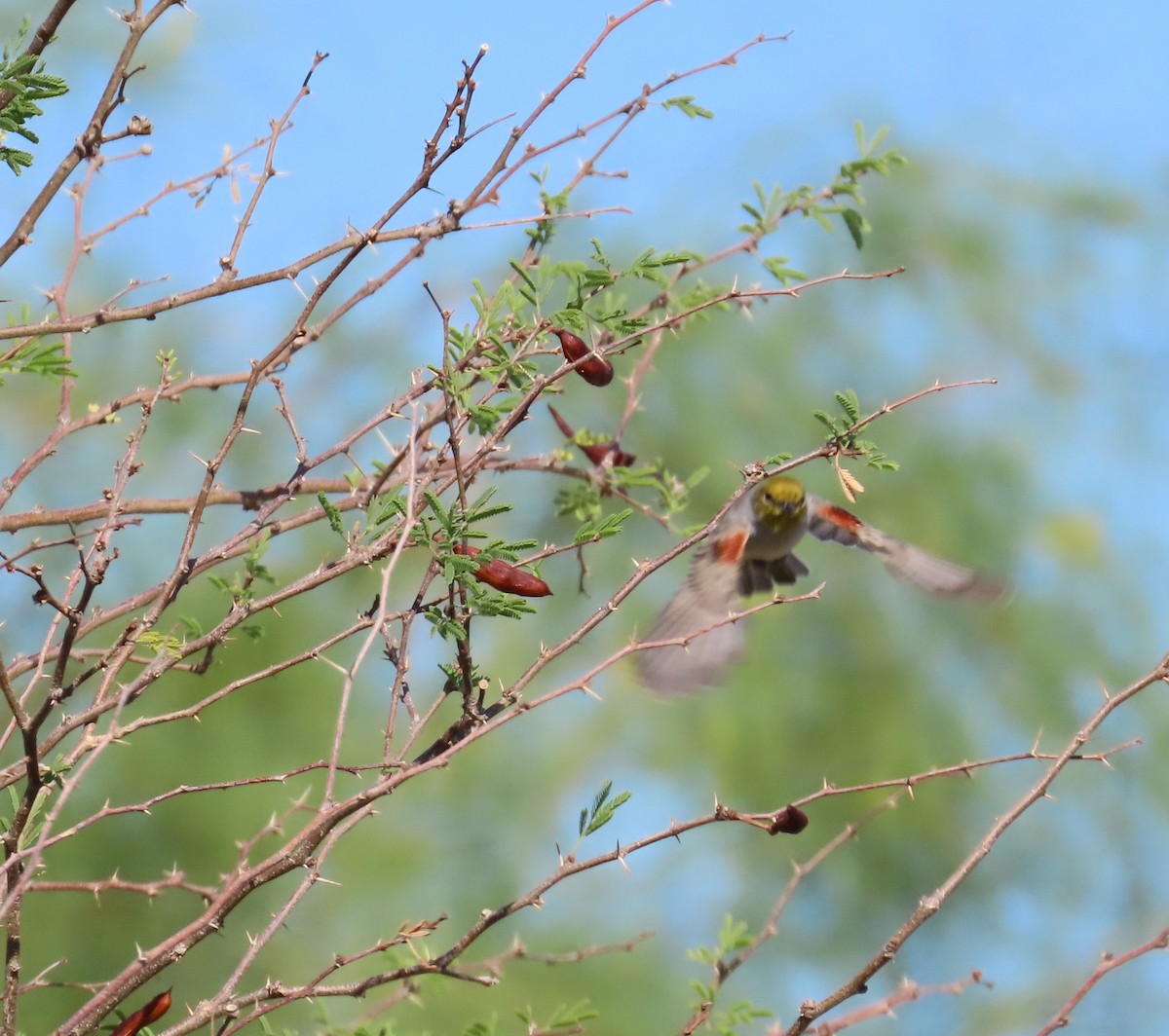 Verdin - ML642494541