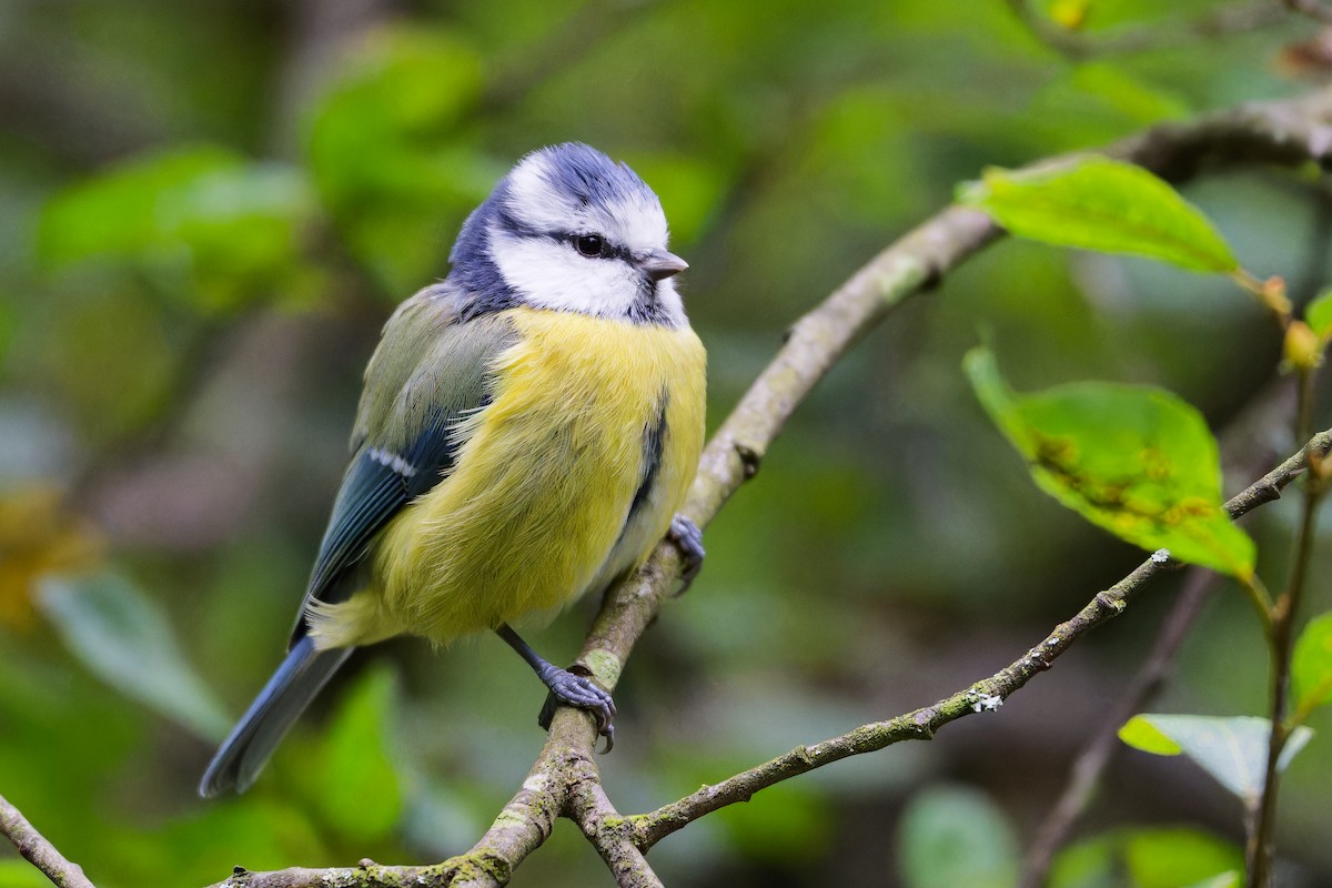 Eurasian Blue Tit - ML642494550