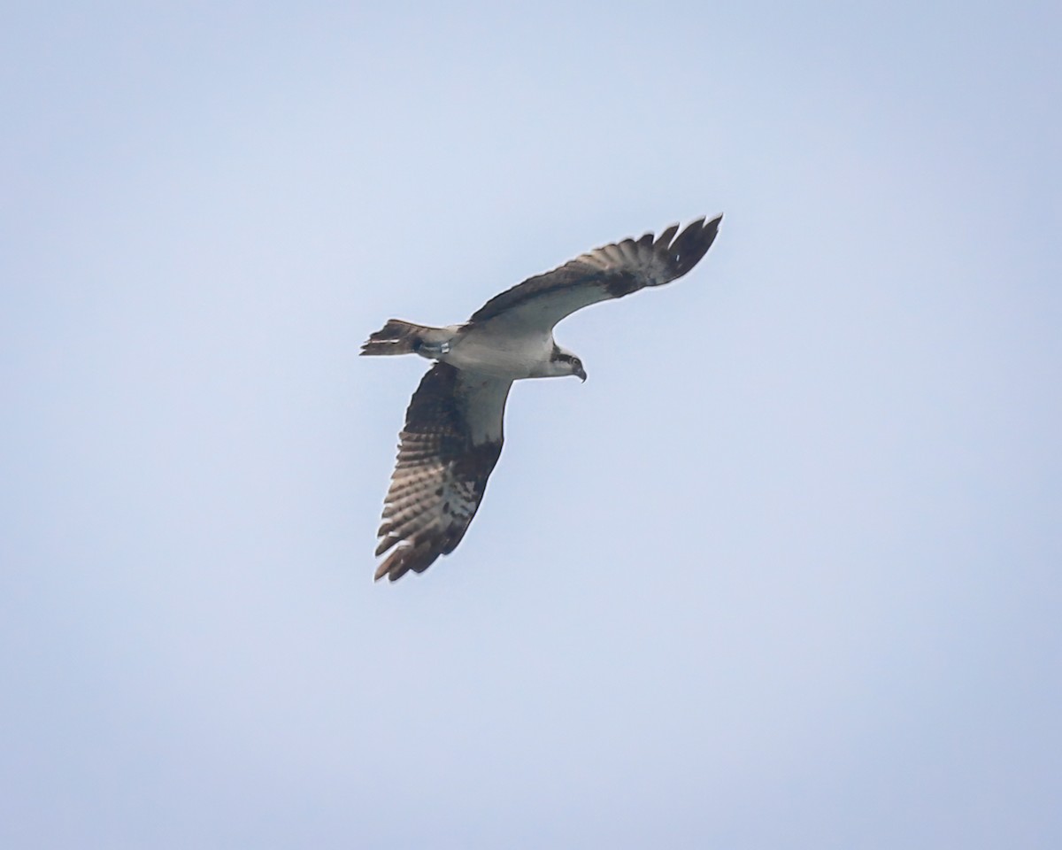 Osprey - ML642494590