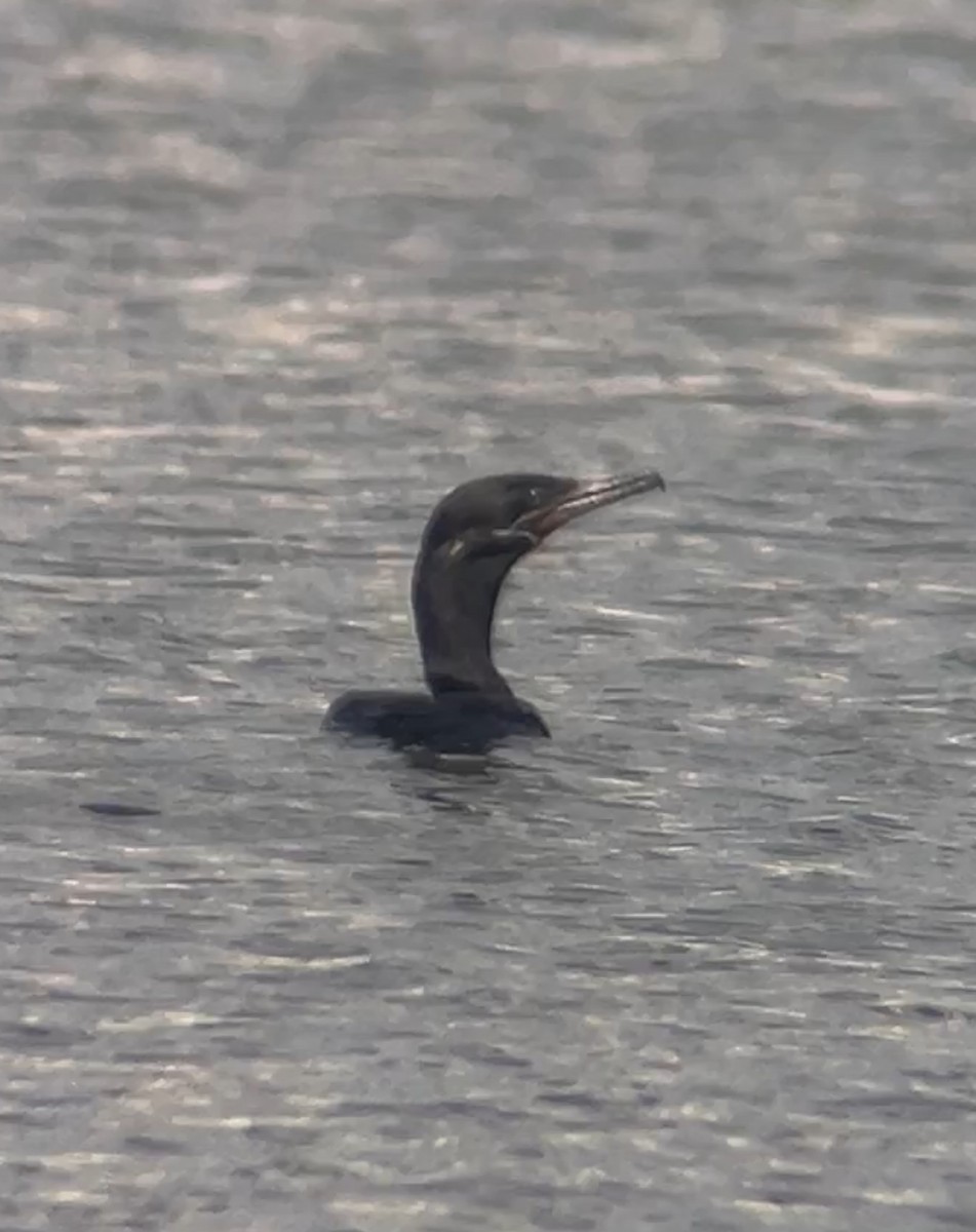 Neotropic Cormorant - ML642494612