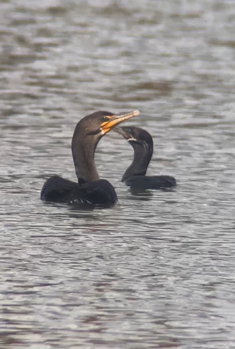 Neotropic Cormorant - ML642494613