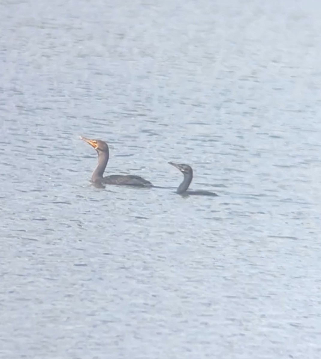 Neotropic Cormorant - ML642494614