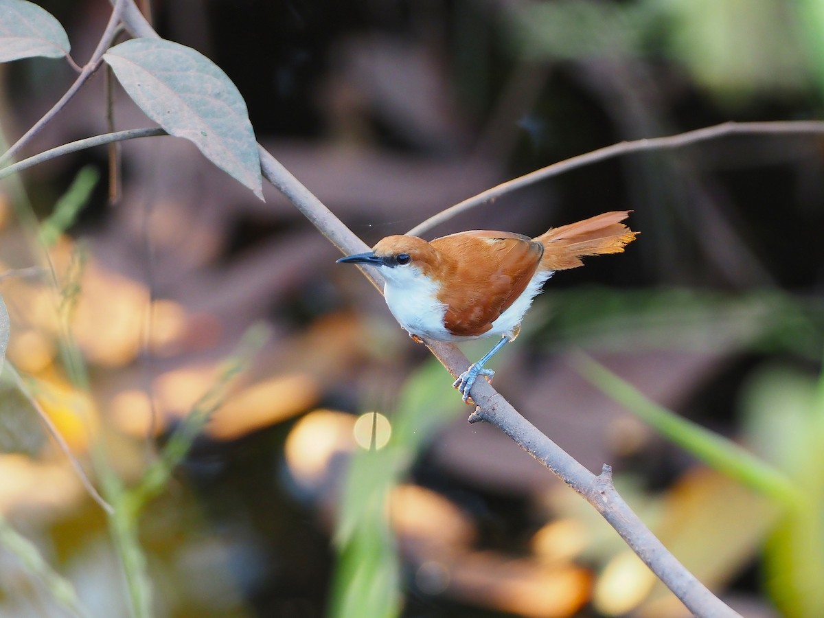 Red-and-white Spinetail - ML642494691